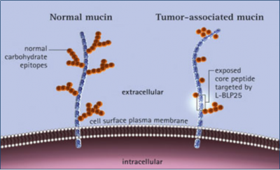 肺癌的CAR-T細胞